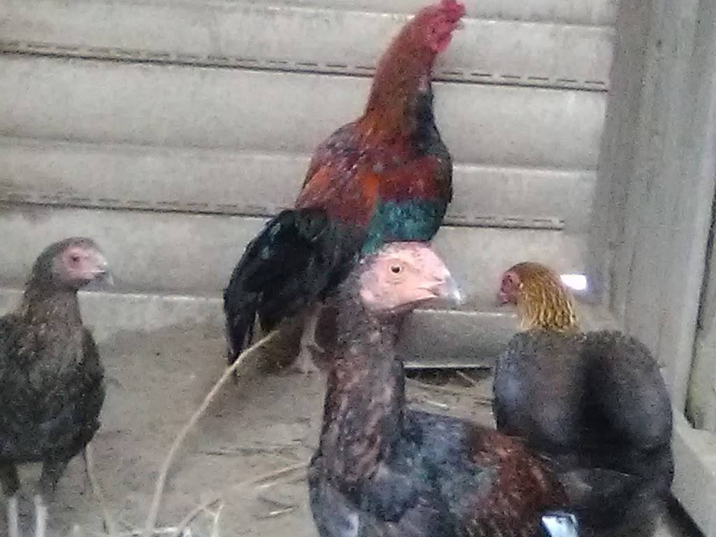 Backyard Brawlers Game Farm | restaurant | 7574 County Rd 4084, Scurry, TX 75158, USA | 4693679023 OR +1 469-367-9023