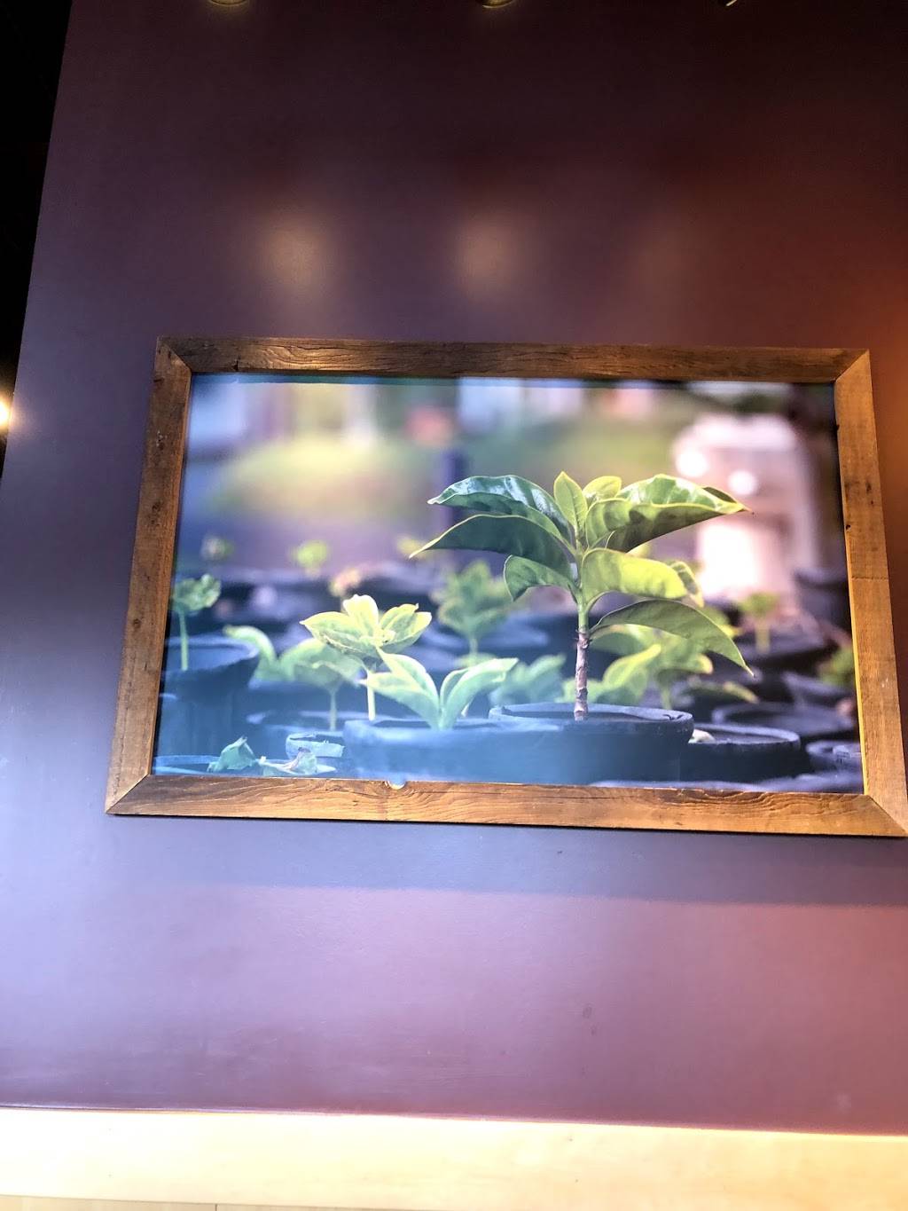 Starbucks | cafe | 4016 Battleground Ave, Greensboro, NC 27410, USA | 3362823177 OR +1 336-282-3177