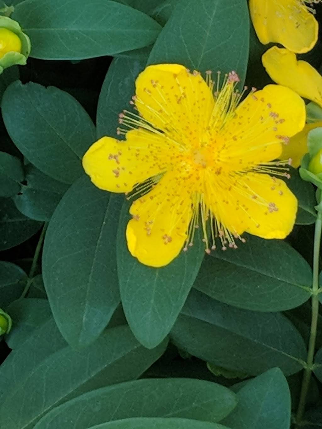 Buckeye Restaurant | restaurant | 7460 Wentworth Springs Rd, Georgetown, CA 95634, USA | 5303332600 OR +1 530-333-2600