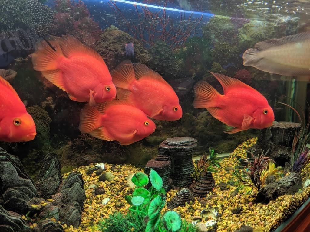 Yamasho sushi steakhouse | restaurant | 4713 Onondaga Blvd ste110, Syracuse, NY 13219, USA | 3154758858 OR +1 315-475-8858