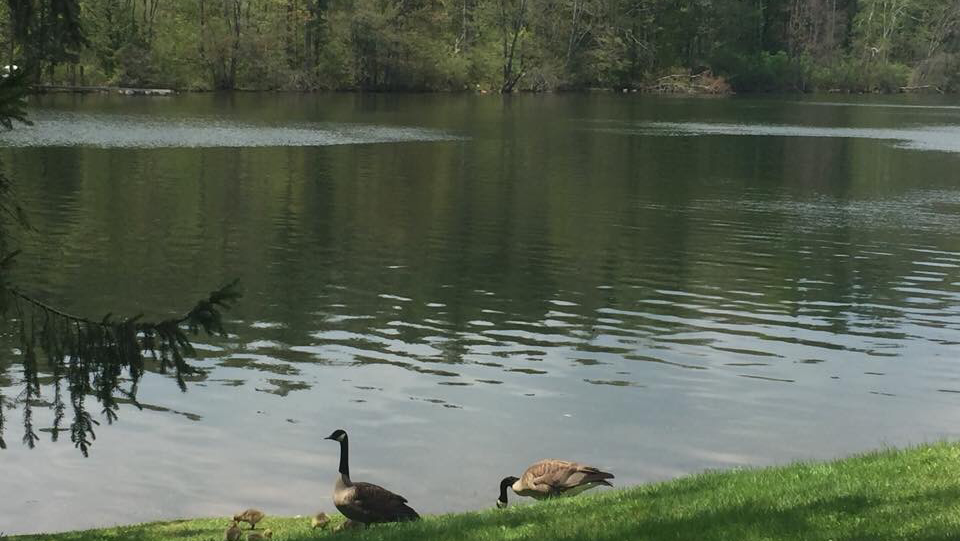 MINT - Lakeside Indian Dining & Bar | restaurant | 435 Laurel St, Lee, MA 01238, USA | 4132436731 OR +1 413-243-6731