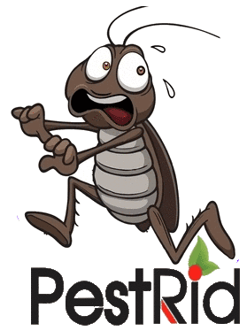 PestRid Pest Control Services | restaurant | 16 Madison St, Brampton, ON L6S 3C5, Canada | 2898003355 OR +1 289-800-3355