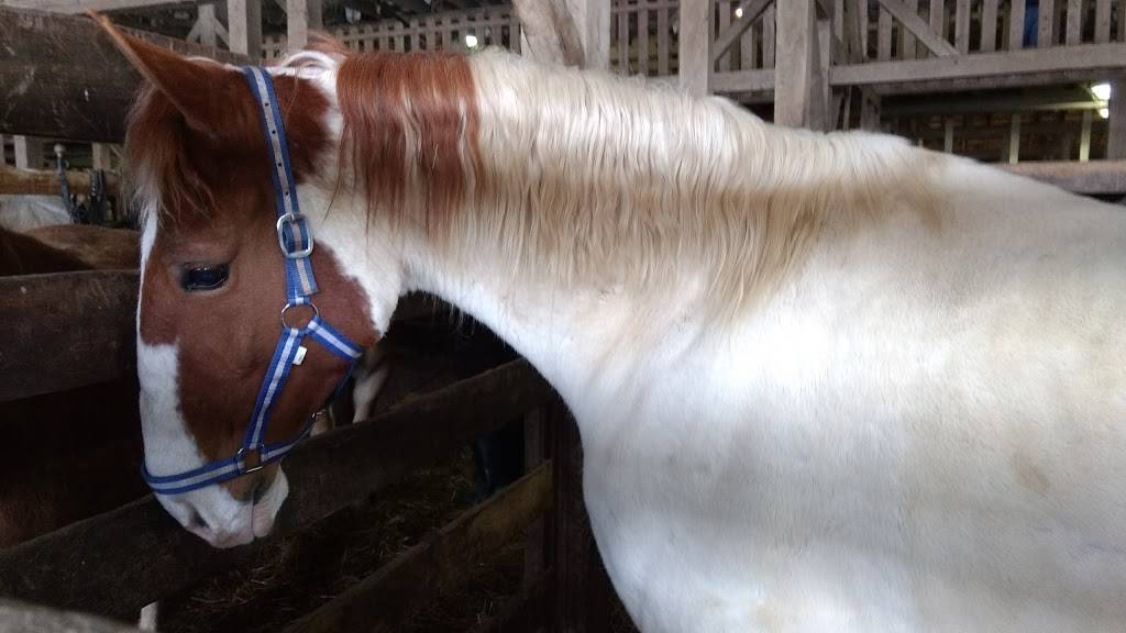 Sugarcreek Stockyard | restaurant | 102 Buckeye St, Sugarcreek, OH 44681, USA | 3308311720 OR +1 330-831-1720