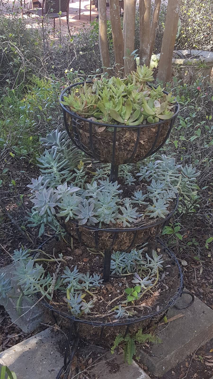 Antique Rose Ville | restaurant | 2007 Freyou Rd, New Iberia, LA 70560, USA | 3373673000 OR +1 337-367-3000