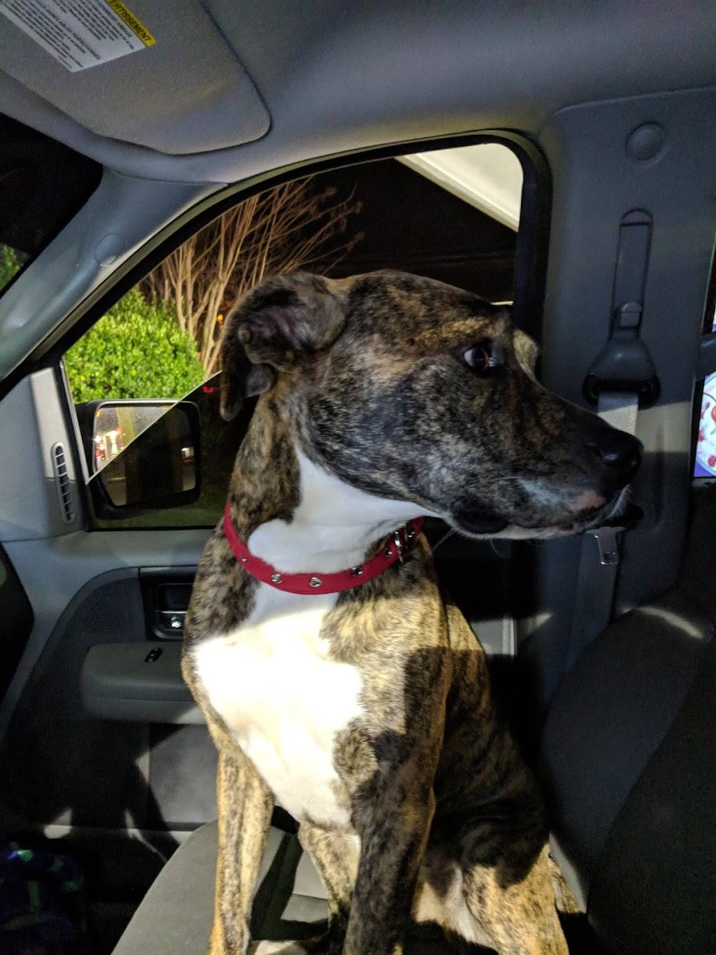 Sonic Drive-In | restaurant | 1091 Broad St, Sumter, SC 29150, USA | 8039389767 OR +1 803-938-9767