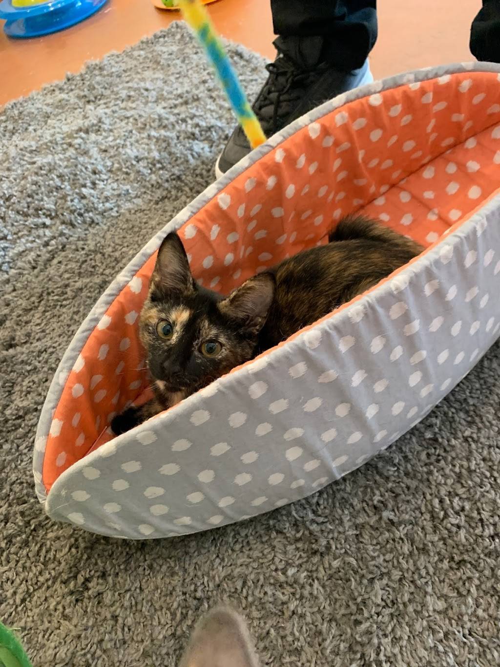 The Catio | restaurant | 1603 Riverside Dr, Nashville, TN 37216, USA | 6156005954 OR +1 615-600-5954