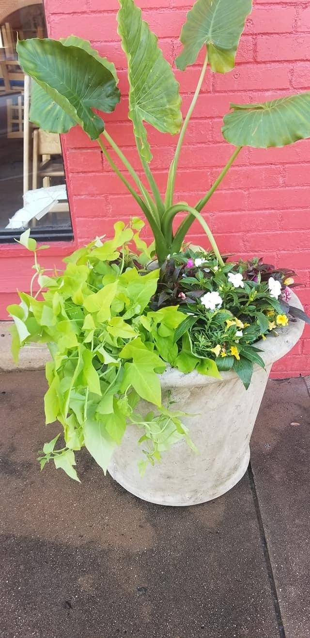 El lagunero de Jacksonville tx | restaurant | 215 S Ragsdale St, Jacksonville, TX 75766, USA | 9033303796 OR +1 903-330-3796