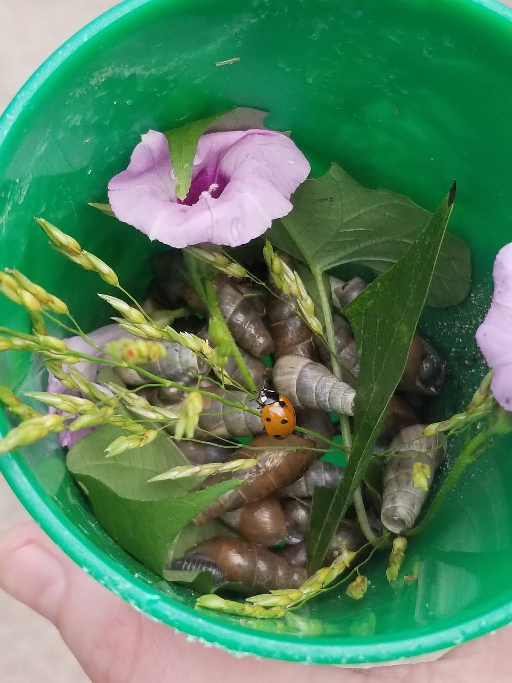 McDonalds | cafe | 9559 Clifford St, Fort Worth, TX 76108, USA | 8172465880 OR +1 817-246-5880