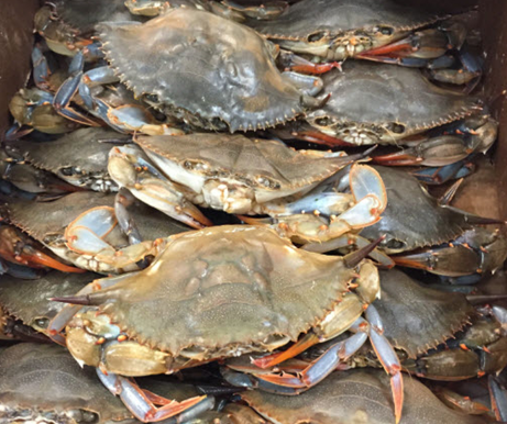 Captn Chuckys Crab Cake Co, Mullica Hill | restaurant | 108 Swedesboro Rd, Mullica Hill, NJ 08062, USA | 8563682722 OR +1 856-368-2722