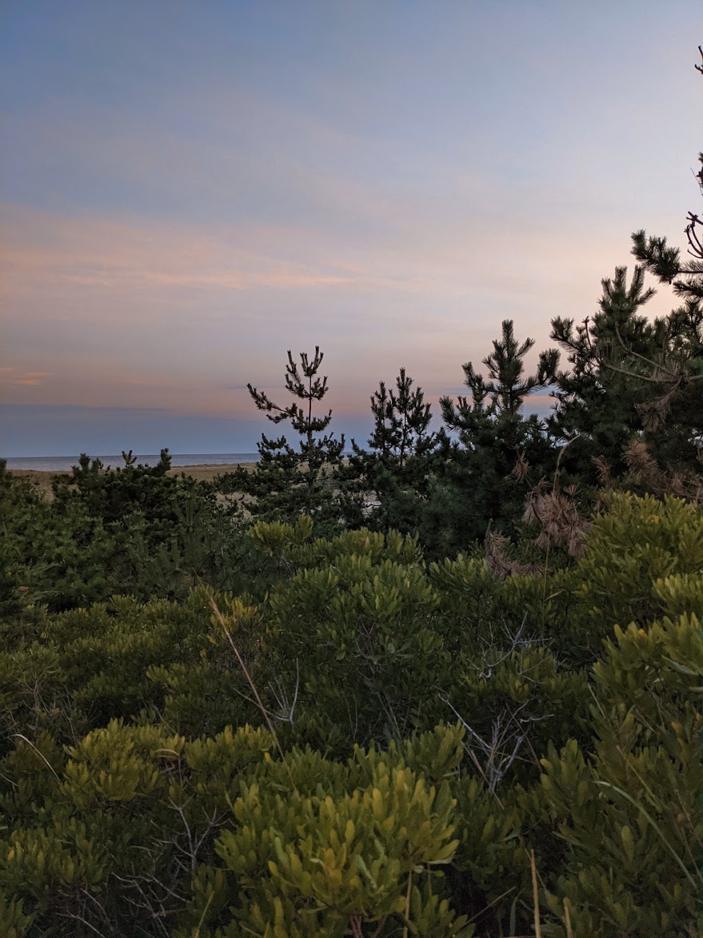 The Surf | restaurant | 160 Surfside Rd, Nantucket, MA 02554, USA | 5088255531 OR +1 508-825-5531