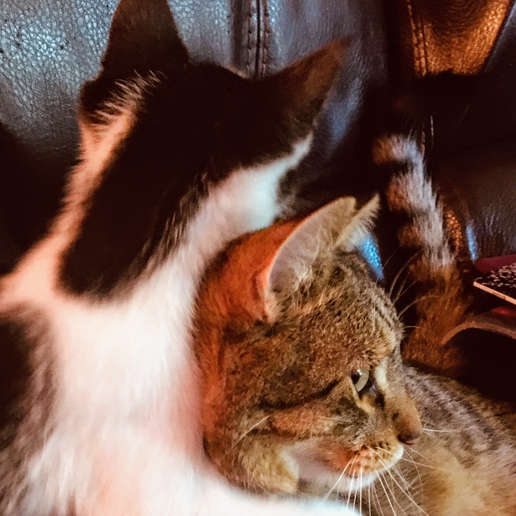 Smith & Boles Cleaning Company | restaurant | 20th W Diamond St, Philadelphia, PA 19121, USA | 2672065128 OR +1 267-206-5128