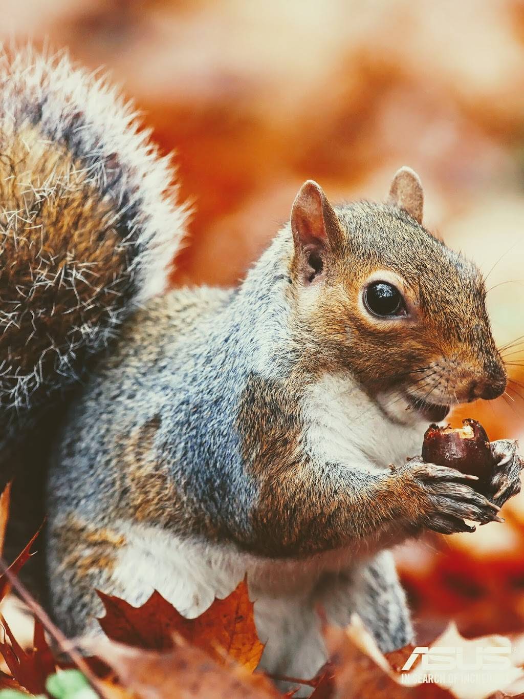 Micky Fins Bar & Grill | restaurant | 12952 Inlet Isle Ln, Ocean City, MD 21842, USA | 4102139033 OR +1 410-213-9033