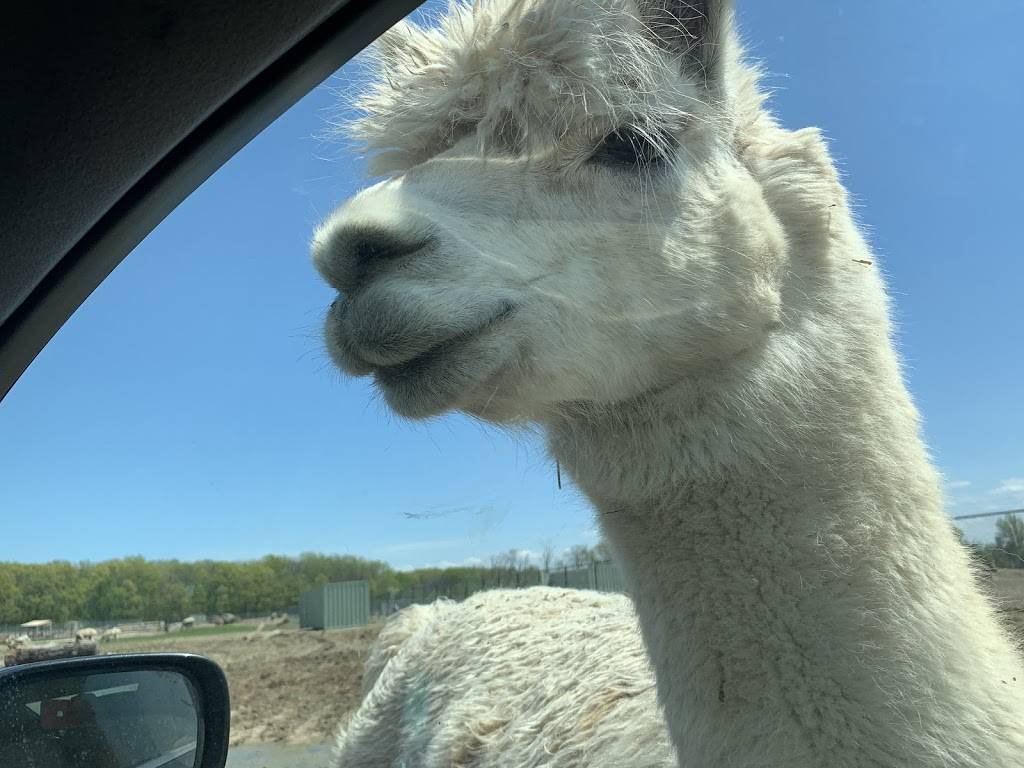 Kung Fu Tea | cafe | 11310-11314 Euclid Ave, Cleveland, OH 44106, USA | 2168627690 OR +1 216-862-7690