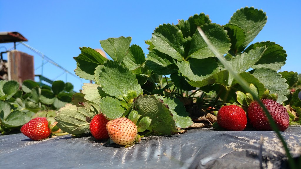 Countryside Citrus Family Farms | restaurant | 6325 81st St, Vero Beach, FL 32967, USA | 7725810999 OR +1 772-581-0999