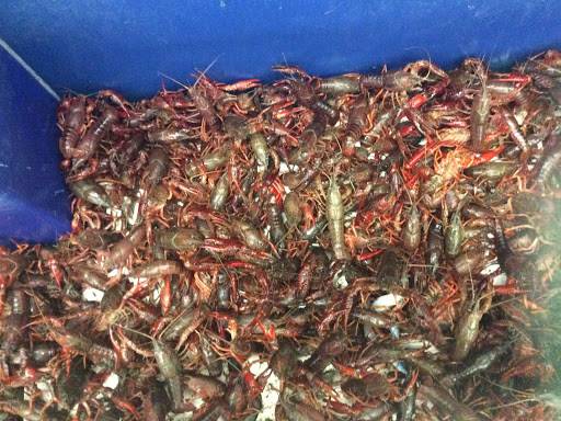 mekong asian seafood | restaurant | 3068 Q St, Omaha, NE 68107, USA | 4027311204 OR +1 402-731-1204