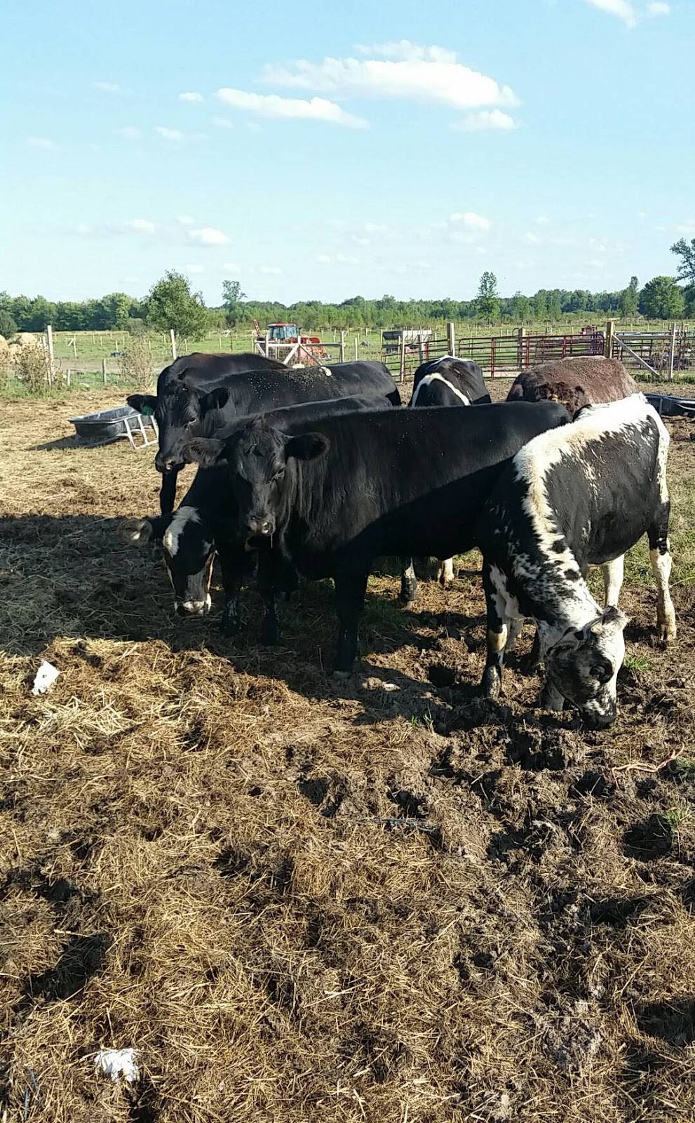 Harbs Farm | restaurant | 7802 Vienna Rd, Blossvale, NY 13308, USA | 9143207959 OR +1 914-320-7959