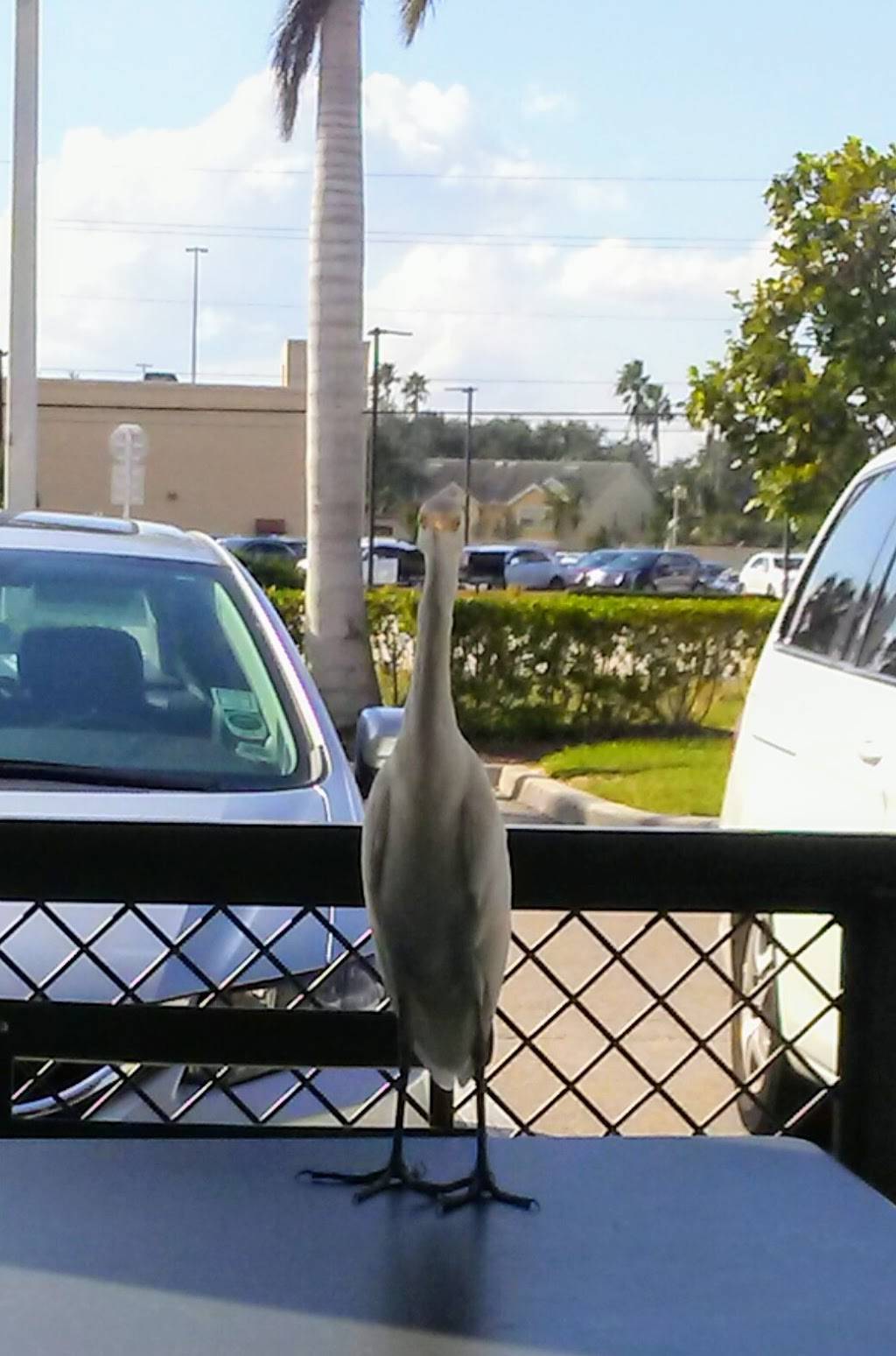 Chipotle Mexican Grill | restaurant | 12635 S Cleveland Ave, Fort Myers, FL 33907, USA | 2392045244 OR +1 239-204-5244