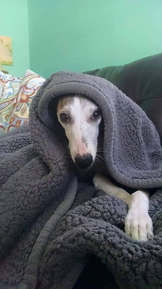 Chipotle Mexican Grill | restaurant | 8020 Transit Rd Unit 23, Williamsville, NY 14221, USA | 7165290918 OR +1 716-529-0918