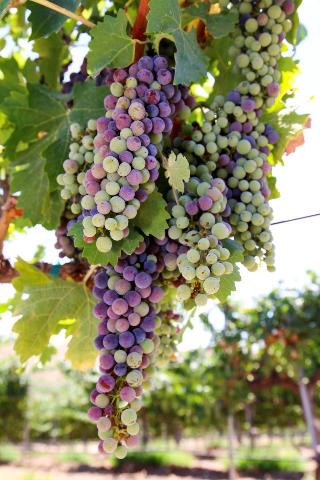 Avensole Winery | restaurant | 34567 Rancho California Rd, Temecula, CA 92592, USA | 9512522003 OR +1 951-252-2003