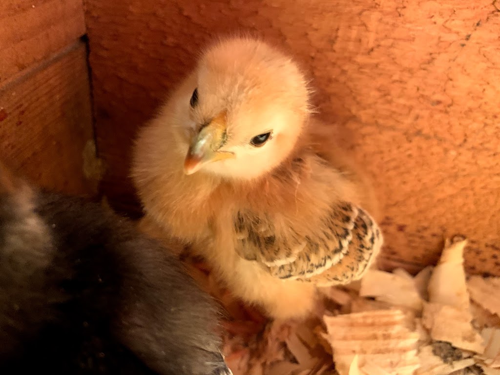 Sunny Side Silkies | restaurant | 7630 Center St, Emerald, PA 18080, USA | 4845535468 OR +1 484-553-5468