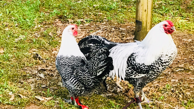 Bresse Farms | restaurant | 1953 MS-345, Pontotoc, MS 38863, USA | 6628715789 OR +1 662-871-5789