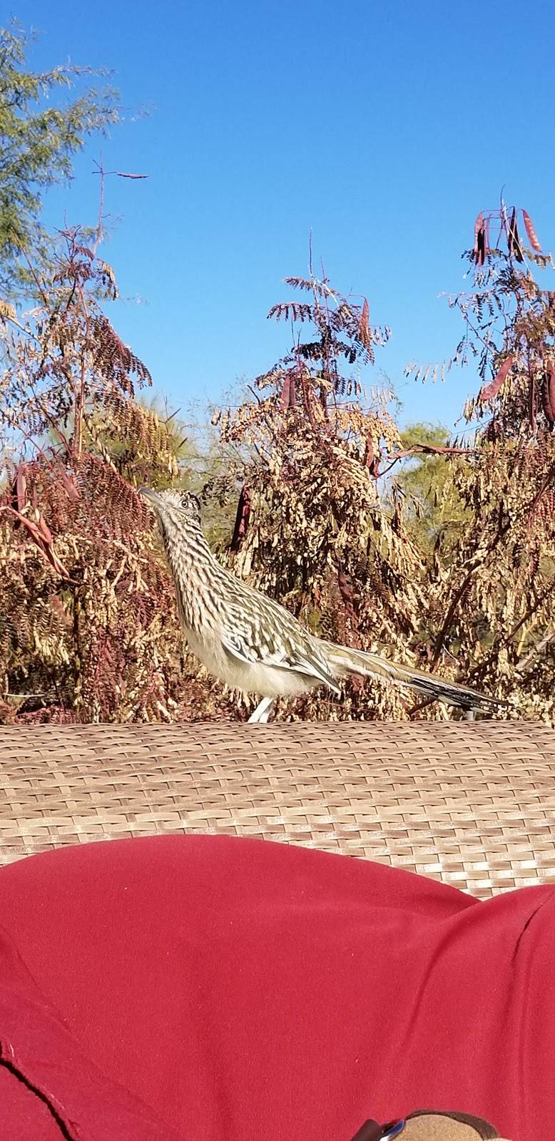 Catalina Barbeque Co. & Sports Bar | restaurant | 3800 W Starr Pass Blvd, Tucson, AZ 85745, USA | 5206700444 OR +1 520-670-0444