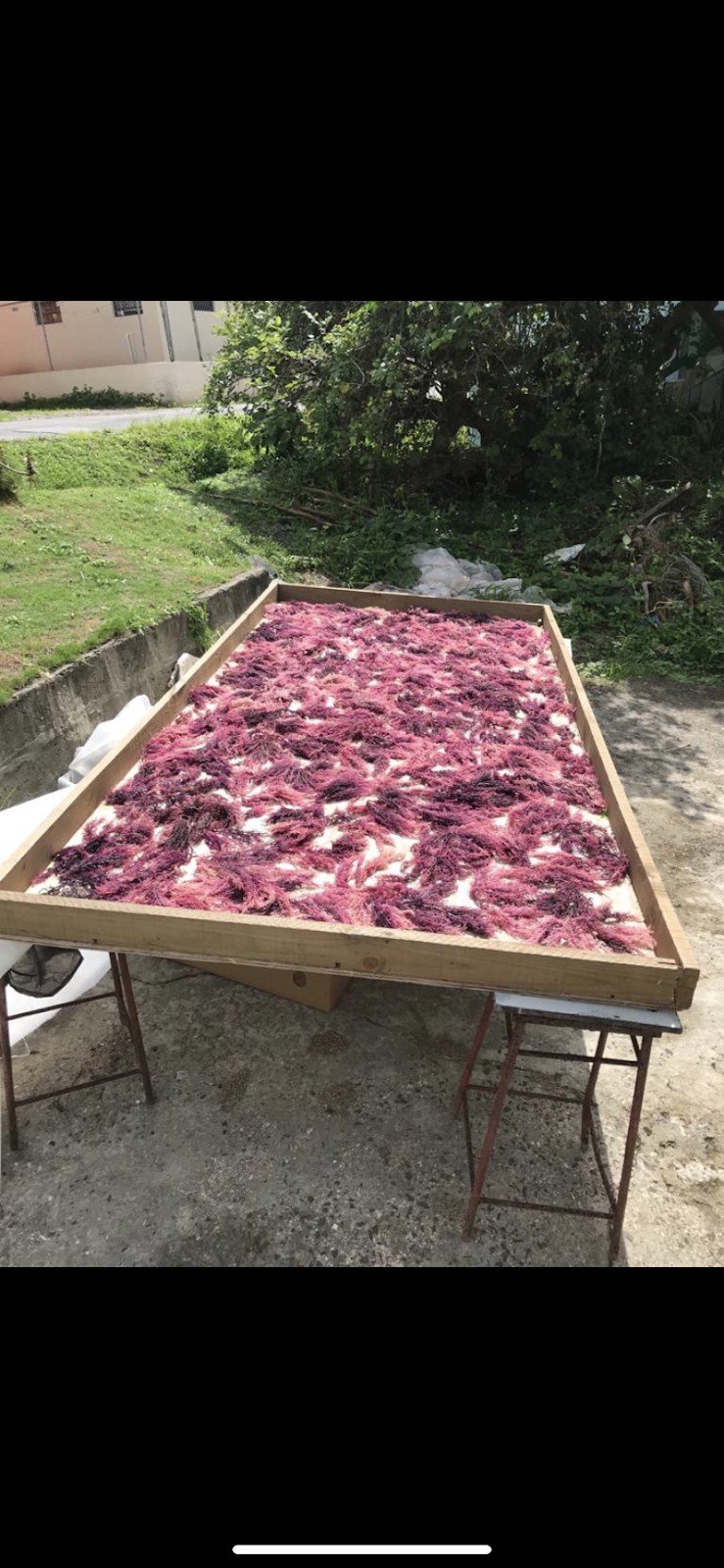 Khemis Vegan Cuisine | restaurant | 4790 Park Ave, Bridgeport, CT 06604, USA | 2037150360 OR +1 203-715-0360