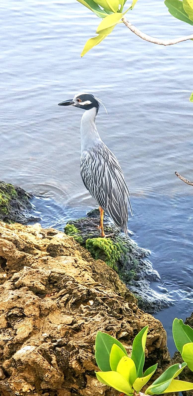 The Landings Yacht Golf & Tennis Club Inc | restaurant | 4420 Flagship Dr, Fort Myers, FL 33919, USA | 2394823211 OR +1 239-482-3211