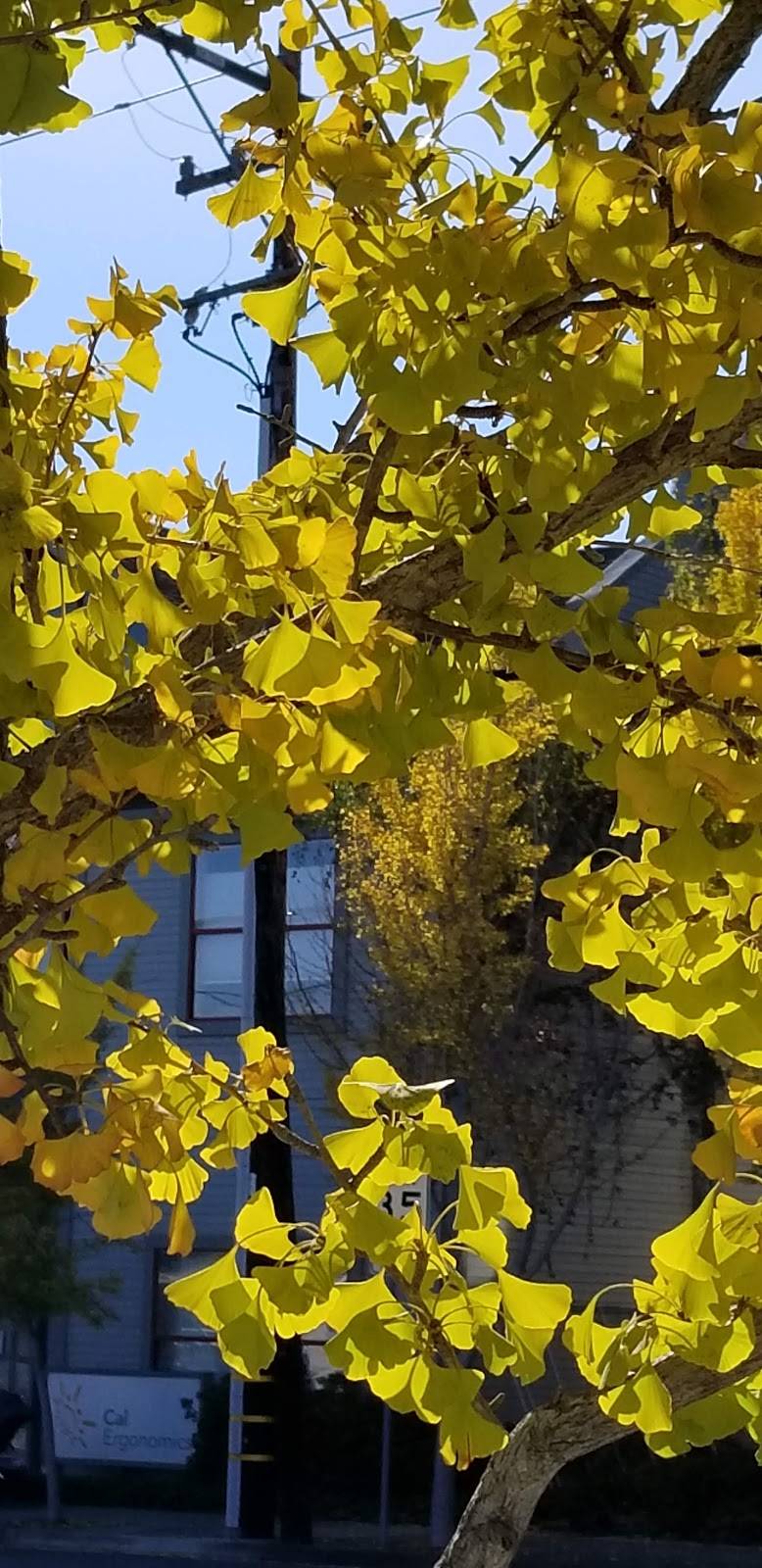 Starbucks | cafe | 21731 Stevens Creek Blvd, Cupertino, CA 95014, USA | 4089731240 OR +1 408-973-1240