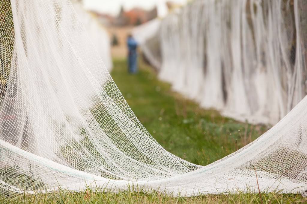 Newport Vineyards | cafe | 909 E Main Rd, Middletown, RI 02842, USA | 4018485161 OR +1 401-848-5161