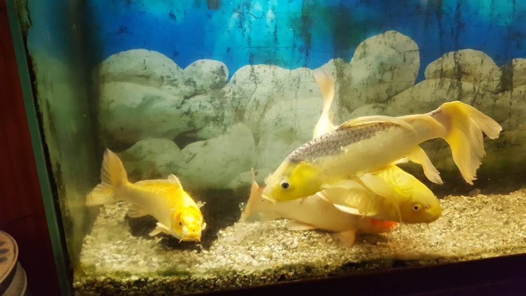 Peking | restaurant | 5034, 734 Rte 37 W, Toms River, NJ 08755, USA | 7323414242 OR +1 732-341-4242