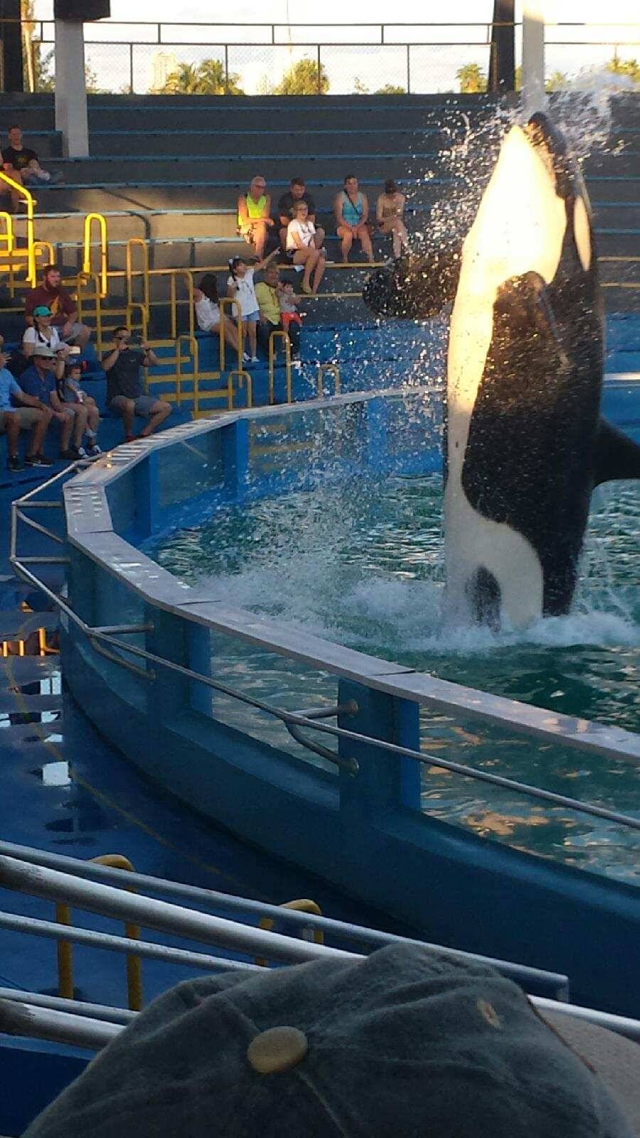 Miami Seaquarium Pink’s Hot Dog | restaurant | 4400 Rickenbacker Causeway, Key Biscayne, FL 33149, USA | 3053615705 OR +1 305-361-5705