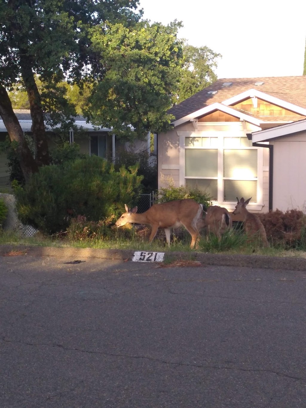 Lake Oroville Golf & Event Center | restaurant | 5131 Royal Oaks Dr, Oroville, CA 95966, USA | 5305890777 OR +1 530-589-0777