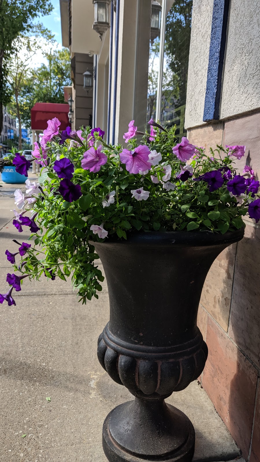 Greek town | restaurant | 111-125 S Halsted St, Chicago, IL 60661, USA | 7084779729 OR +1 708-477-9729