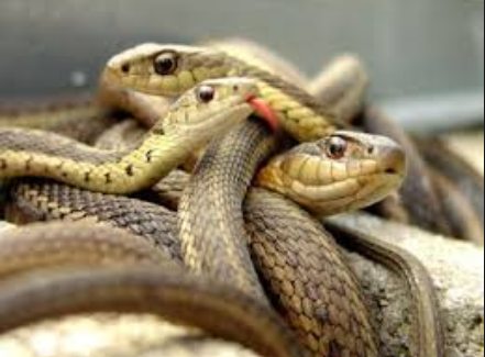 Ben & Jerry’s | bakery | 36 John F. Kennedy St, Cambridge, MA 02138, USA | 6178642828 OR +1 617-864-2828