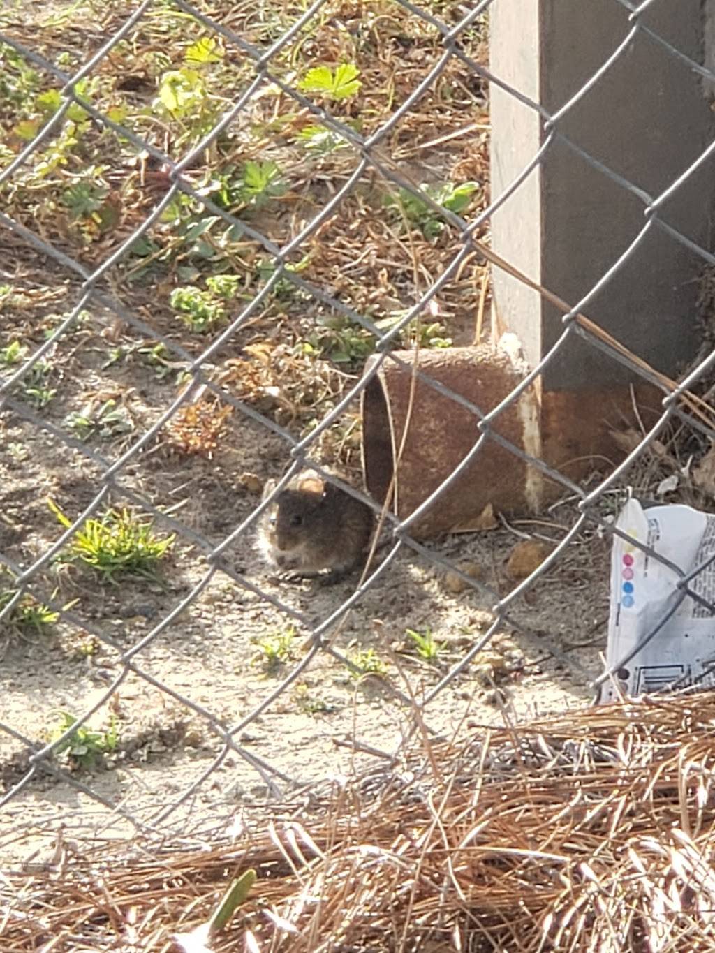 Chinese Chef Restaurant | restaurant | 850 College St, Eastman, GA 31023, USA | 4783740809 OR +1 478-374-0809