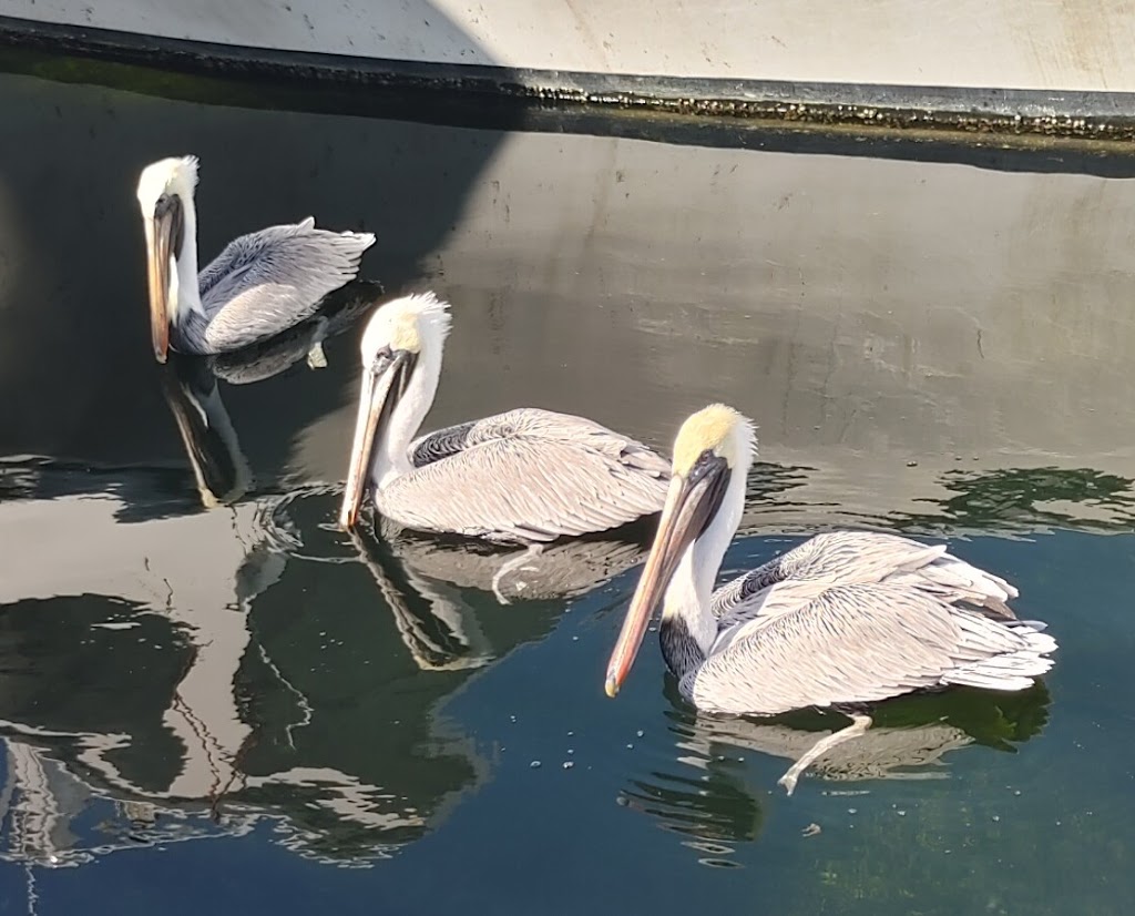 Key Largo Fisheries | restaurant | 1313 Ocean Bay Dr suite b, Key Largo, FL 33037, USA | 3054513782 OR +1 305-451-3782