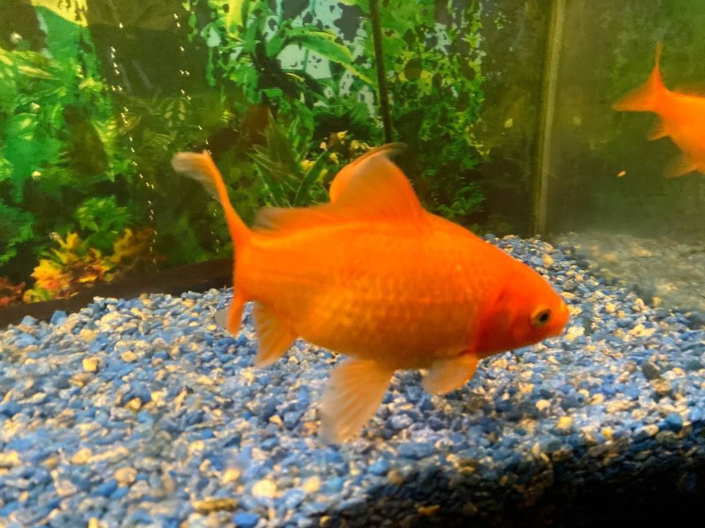 Fortune Star Chinese Restaurant | restaurant | 145 E Washington St, Sequim, WA 98382, USA | 3606816888 OR +1 360-681-6888