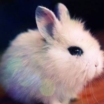 KFC | restaurant | 2337 N Columbia St, Milledgeville, GA 31061, USA | 4784532456 OR +1 478-453-2456