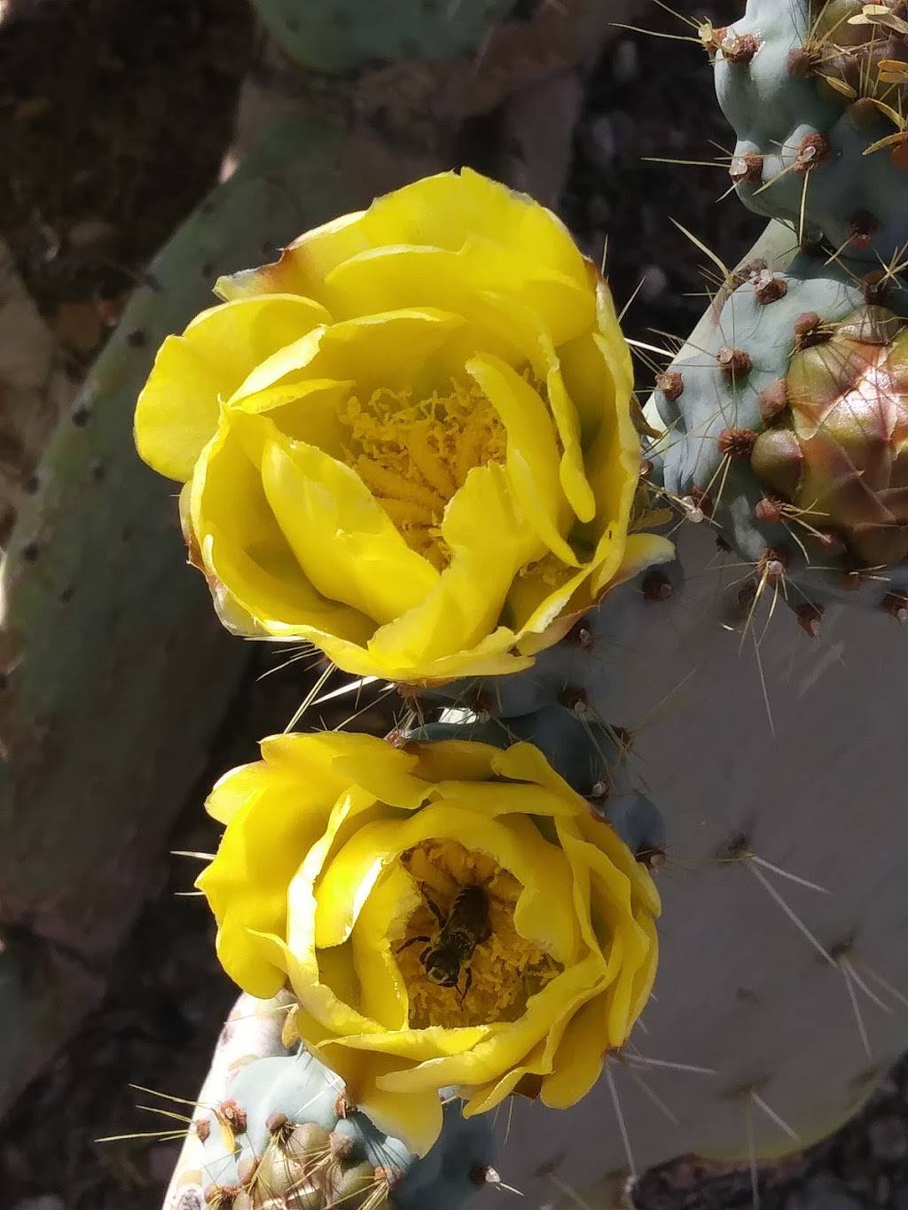 Popeyes Louisiana Kitchen | restaurant | 7111 E 22nd St, Tucson, AZ 85710, USA | 5208861600 OR +1 520-886-1600