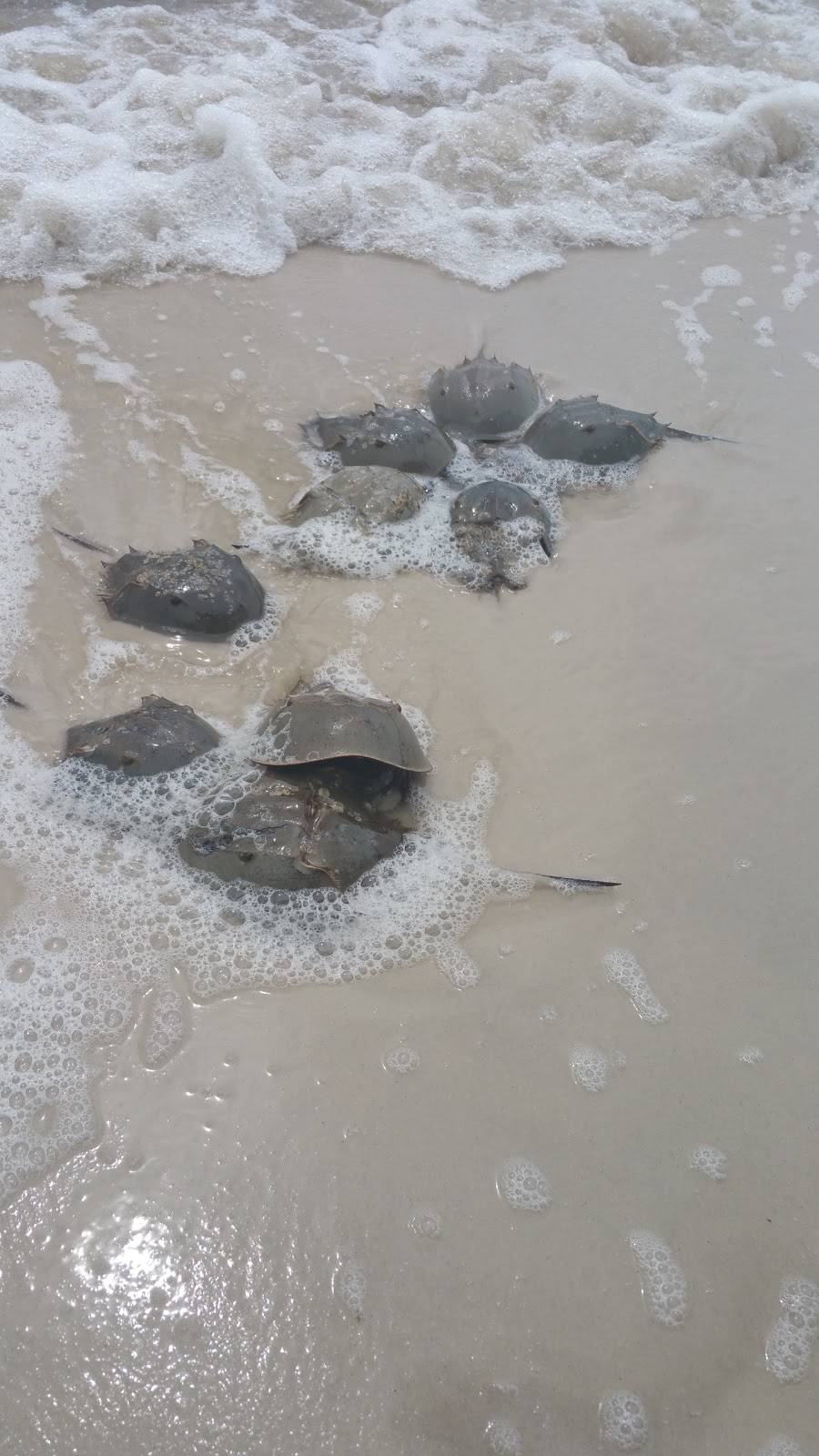 RaceTrac | bakery | 4968 Tamiami Trail, Port Charlotte, FL 33980, USA | 9412352544 OR +1 941-235-2544