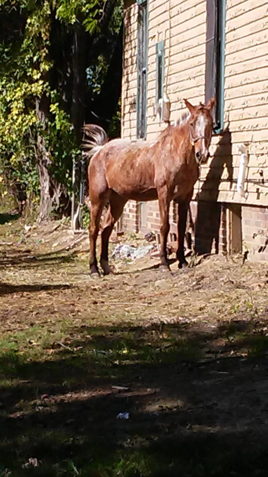 Burger King | restaurant | 910 Western Ave, Toledo, OH 43609, USA | 4192551137 OR +1 419-255-1137