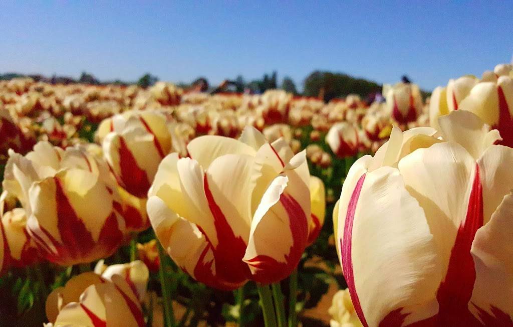 Palace Casino | restaurant | 318 NW Pacific Hwy, La Center, WA 98629, USA | 3602632988 OR +1 360-263-2988