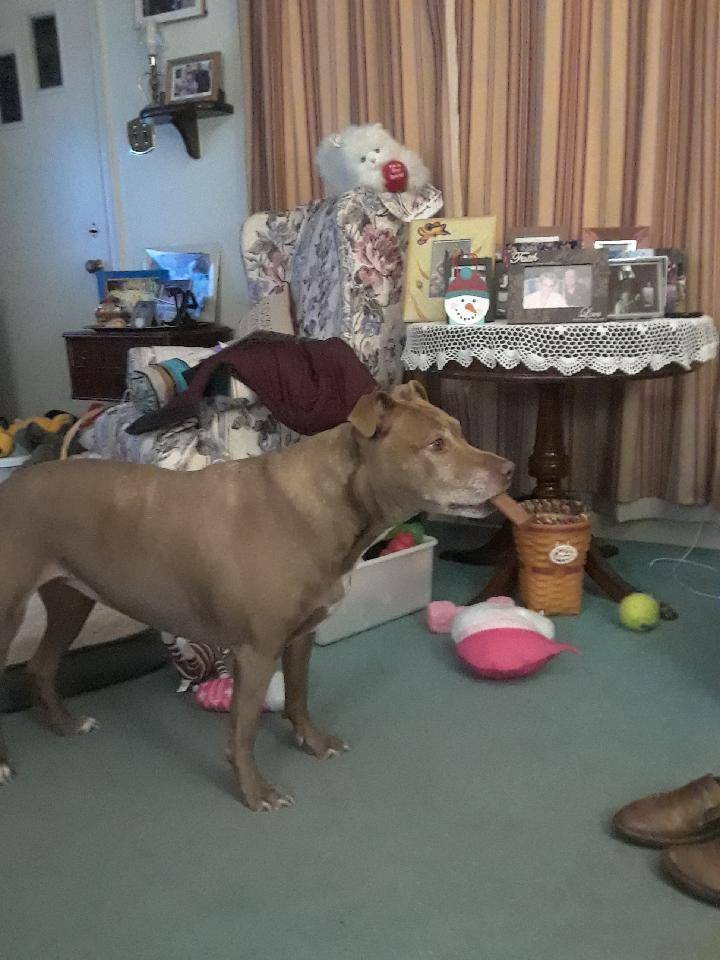 Sunset Family Restaurant | restaurant | 6560 Perkiomen Ave, Birdsboro, PA 19508, USA | 6105821574 OR +1 610-582-1574