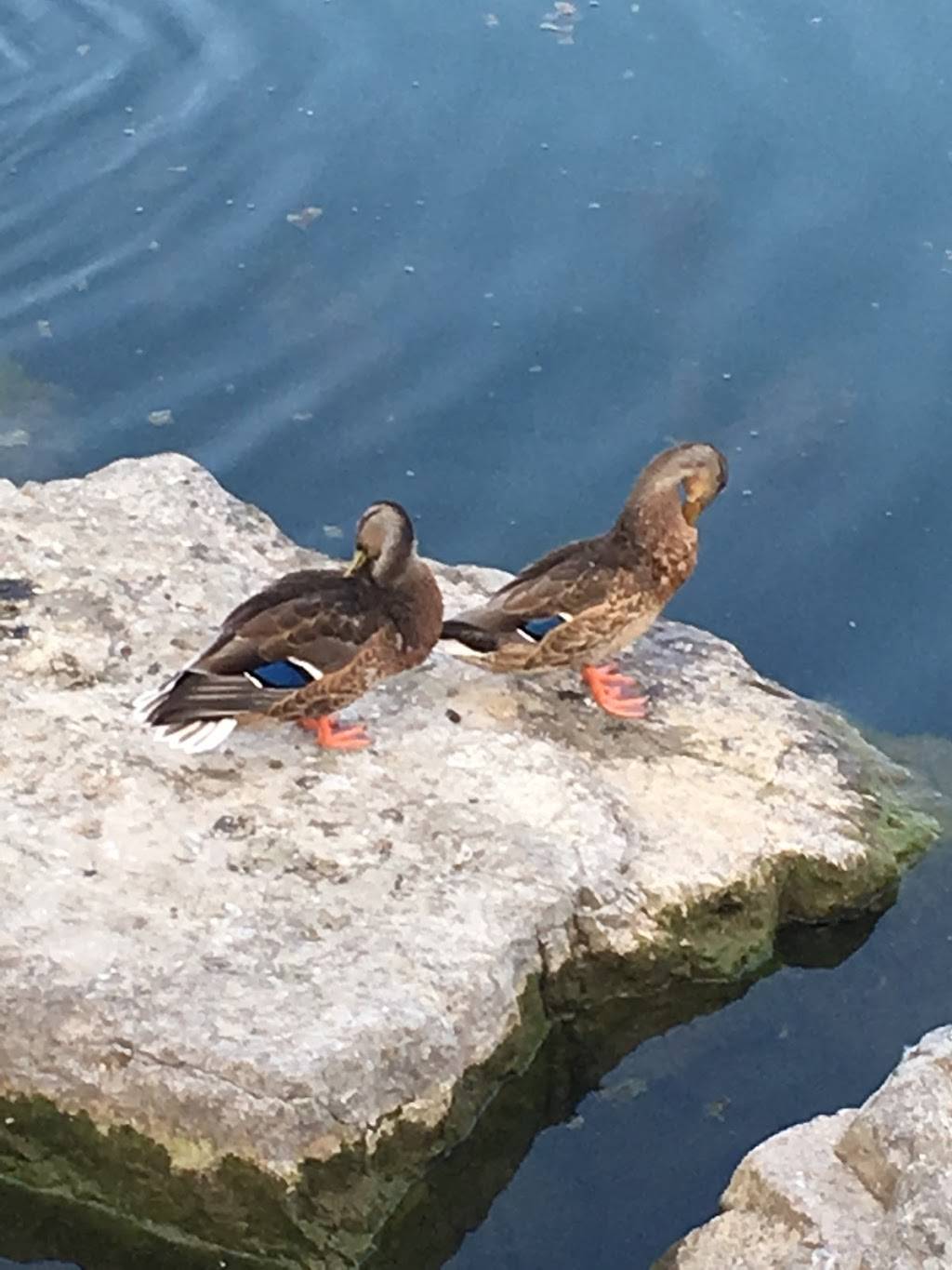 Promenade Patio | restaurant | 135 Lakefront Promenade, Mississauga, ON L5E 3G6, Canada | 9056154870 OR +1 905-615-4870