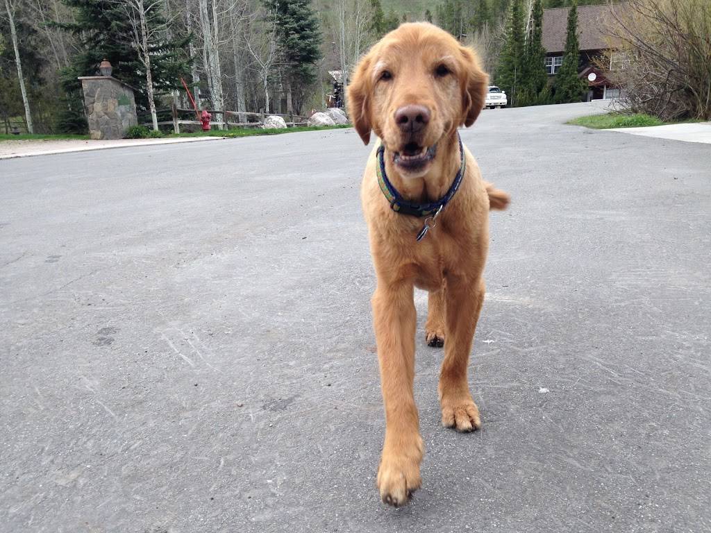 Chicago Pizza | meal delivery | 1031 S Frontage Rd W, Vail, CO 81657, USA | 9704767000 OR +1 970-476-7000