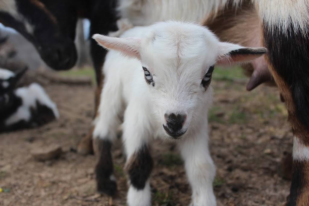 Murphy Hollow Farms | restaurant | 2661 Maysville Rd, Dickson, TN 37055, USA | 6156302918 OR +1 615-630-2918