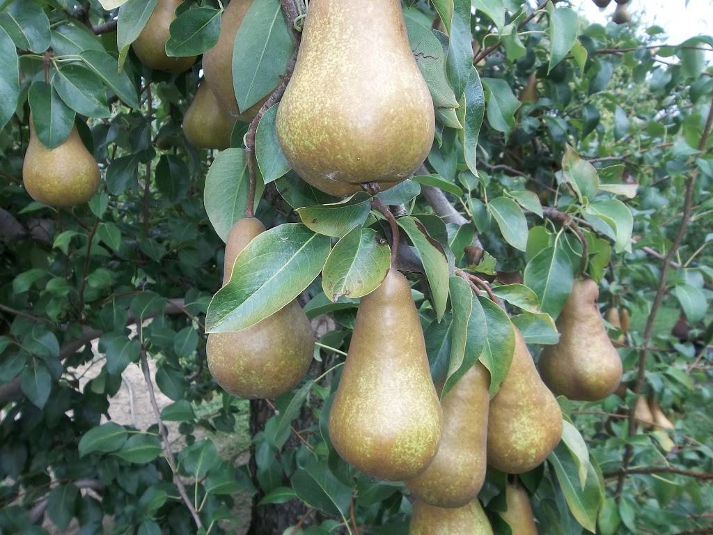 Dawsons Orchards, Inc. | restaurant | 122 Petersburg Rd, Enon Valley, PA 16120, USA | 7246677719 OR +1 724-667-7719