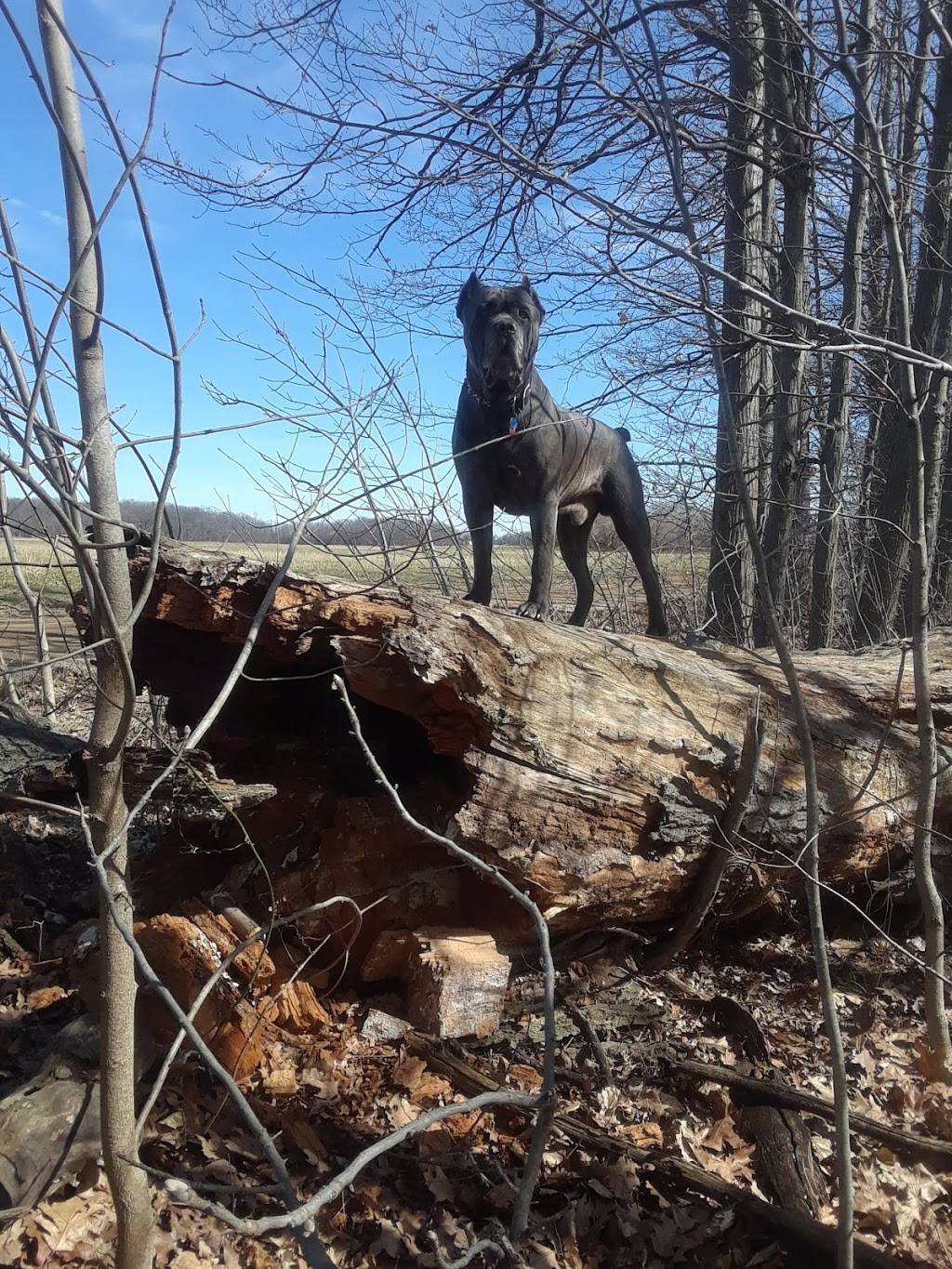 Country Kitchen | restaurant | 8875 M-21, Ovid, MI 48866, USA | 9898349640 OR +1 989-834-9640