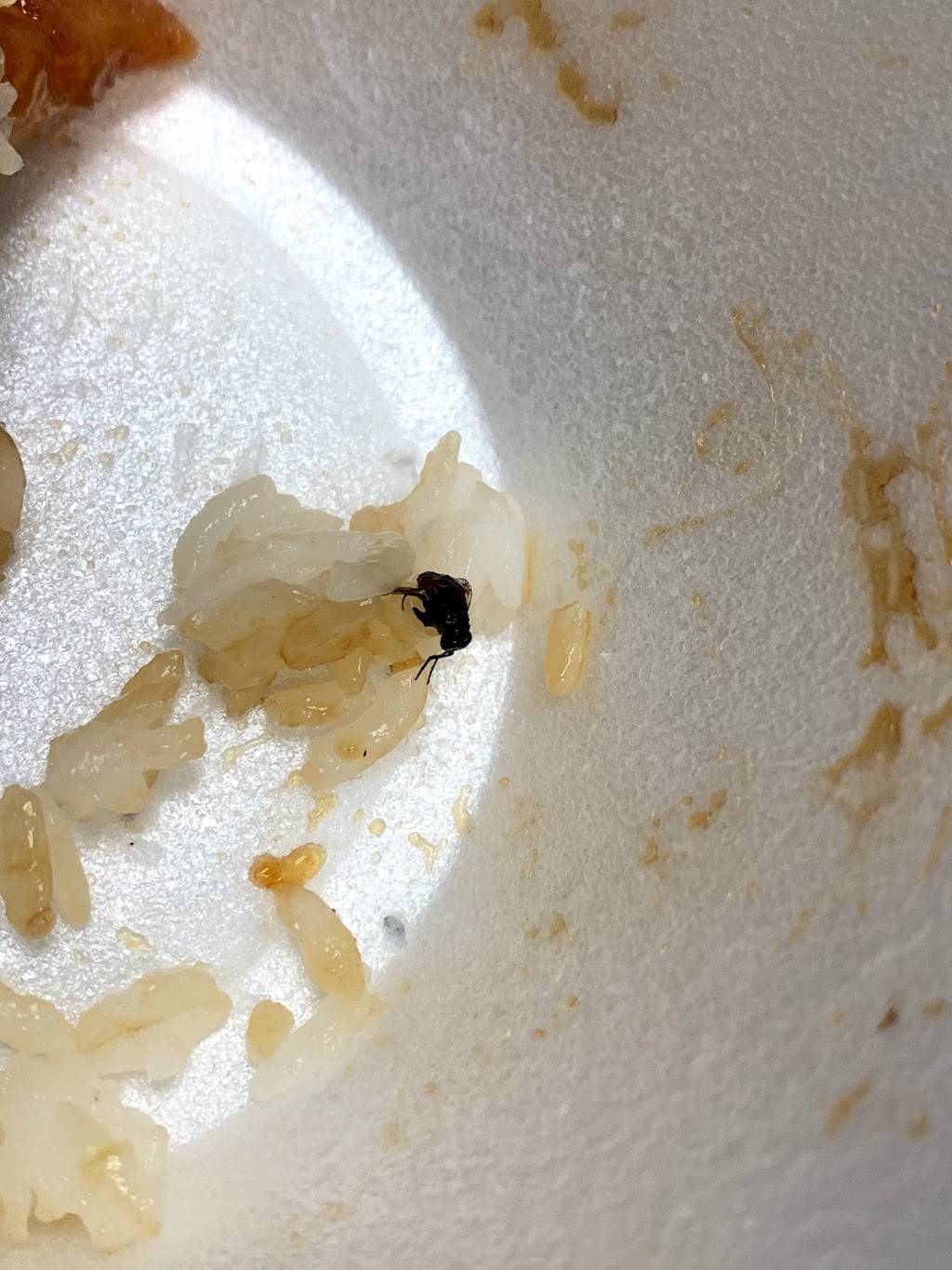 Yoshis Fresh Asian Grill | restaurant | 12202 N Cave Creek Rd, Phoenix, AZ 85022, USA | 6024854236 OR +1 602-485-4236